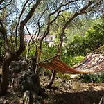 Lilly - Lovely Small Among Olive Trees サッロク