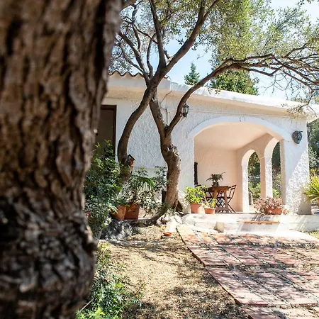 Lilly - Lovely Small Among Olive Trees *