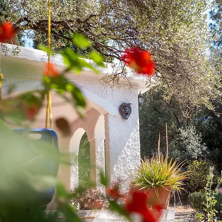 Lilly - Lovely Small Among Olive Trees