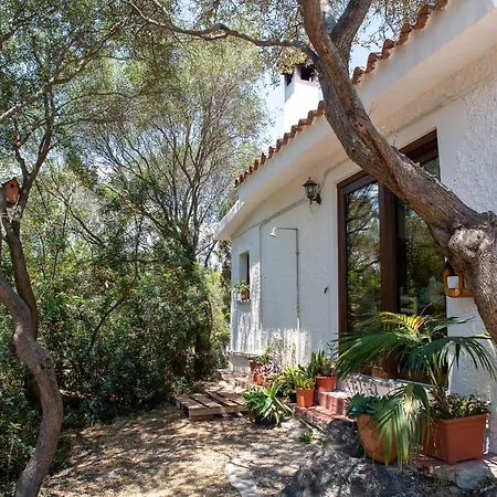 Lilly - Lovely Small Among Olive Trees