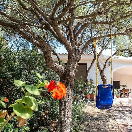 Lilly - Lovely Small Among Olive Trees Sarroch
