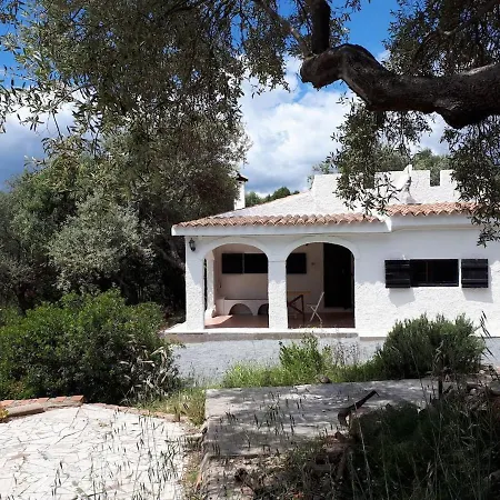 Lilly - Lovely Small Among Olive Trees Sarroch